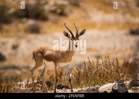 La gazelle dorcas (Gazella dorcas), également connu sous le nom de gazelle, Ariel est une petite commune et gazelle. La gazelle dorcas tient environ 55 à 65 cm à la s Banque D'Images