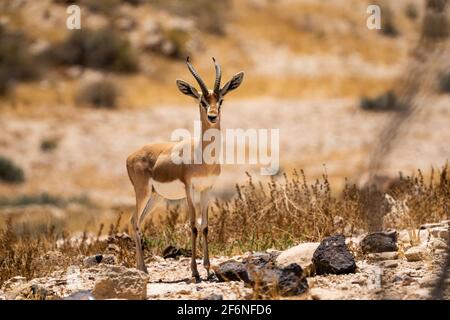 La gazelle dorcas (Gazella dorcas), également connu sous le nom de gazelle, Ariel est une petite commune et gazelle. La gazelle dorcas tient environ 55 à 65 cm à la s Banque D'Images