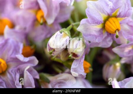 Gros plan de boutons violets et de fleurs de pomme de terre ouvertes occupant toute la zone de l'image avec un arrière-plan naturel flou sur les bords. Fleurs de légumes. Magnifique tr Banque D'Images