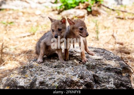 Cubs curieux d'un Jackal d'or (Canis aureus), également appelé le jeu asiatique, oriental ou commun Jackal près de leur den. Photographié en Israël en juin Banque D'Images