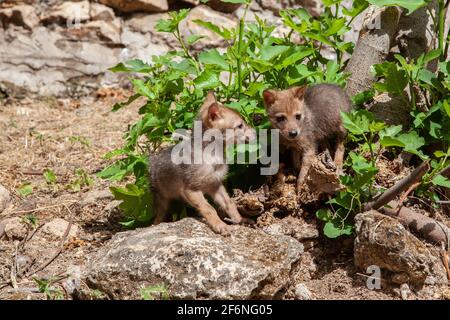 Cubs curieux d'un Jackal d'or (Canis aureus), également appelé le jeu asiatique, oriental ou commun Jackal près de leur den. Photographié en Israël en juin Banque D'Images