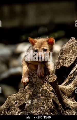 Cubs curieux d'un Jackal d'or (Canis aureus), également appelé le jeu asiatique, oriental ou commun Jackal près de leur den. Photographié en Israël en juin Banque D'Images