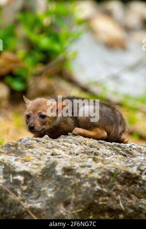 Cubs curieux d'un Jackal d'or (Canis aureus), également appelé le jeu asiatique, oriental ou commun Jackal près de leur den. Photographié en Israël en juin Banque D'Images