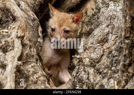 Cubs curieux d'un Jackal d'or (Canis aureus), également appelé le jeu asiatique, oriental ou commun Jackal près de leur den. Photographié en Israël en juin Banque D'Images