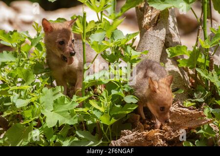 Cubs curieux d'un Jackal d'or (Canis aureus), également appelé le jeu asiatique, oriental ou commun Jackal près de leur den. Photographié en Israël en juin Banque D'Images