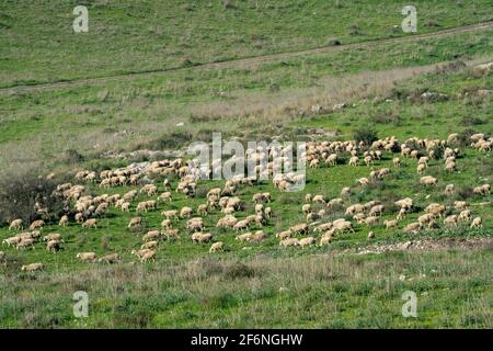 Un grand troupeau de moutons qui broutage dans un pré vert. Photographié sur le Mont Carmel, Israël Banque D'Images