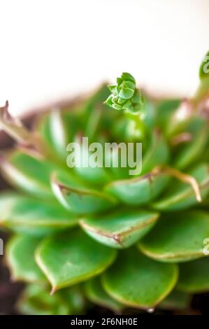 Floraison Echeveria (cultivar) plante succulente. Echeveria est un grand genre de plantes à fleurs de la famille des Crassulacées, indigènes aux régions semi-désertiques Banque D'Images