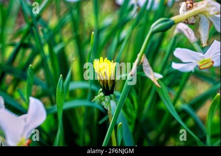 fleur jaune mère et belle-mère dans le jardin, printemps Banque D'Images