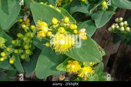 Hypericum × hidcoteense 'Hidcote', millepertuis 'Hidcote', Hypericum 'Hidcote Gold', Hypericum patulum 'Hidcote en fleur Banque D'Images