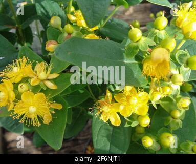 Hypericum × hidcoteense 'Hidcote', millepertuis 'Hidcote', Hypericum 'Hidcote Gold', Hypericum patulum 'Hidcote en fleur Banque D'Images