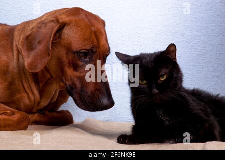Un grand chien à poil rouge de la race Rhodésie Ridgeback un foulard et un chat noir sceptique avec un blanc tachetures sur un tapis en tissu à l'intérieur Banque D'Images