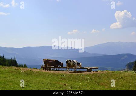 Deux vaches boivent de l'eau sur la prairie verte dans écologique Espace nature avec vue sur les montagnes Carpathian et clair ciel bleu Banque D'Images