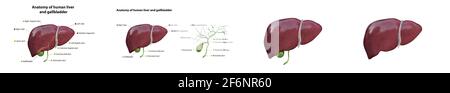 Modèle anatomique réaliste de foie humain sain avec vésicule biliaire isolée sur blanc, ensemble, illustration Banque D'Images