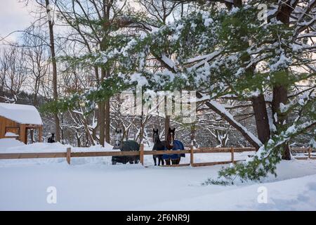 Quatre chevaux, portant des couvertures ou des tapis de cheval, marchent dans la neige autour de leur écurie le soir d'une journée d'hiver après une chute de neige. Banque D'Images