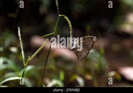 un beau papillon repose sur un haut d'herbe Banque D'Images