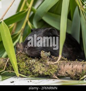 cobaye noir Banque D'Images