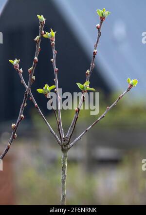 Focus sélectif sur un gros plan de pommier à venir en bourgeonnement du printemps avec une nouvelle croissance a brouté le fond pour copier l'espace Banque D'Images