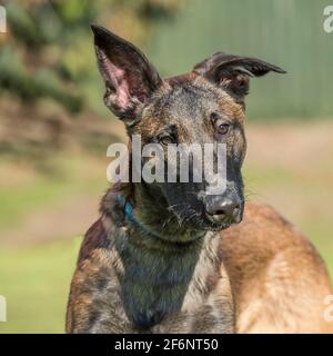 Berger belge chiot malinois Banque D'Images