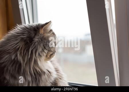 Un joli chat écossais donne sur la fenêtre. Le chaton est assis sur le rebord de la fenêtre et regarde soigneusement. Yeux orange et longue moustache. Un sérieux, thoug Banque D'Images