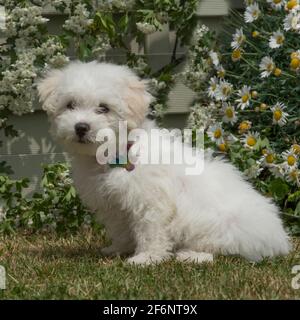 Bichon Frise chiot Banque D'Images