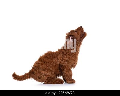 Vue latérale de l'adorable chien rouge Cobberdog alias Labradoodle chien chiot, se préparer à sauter. Isolé sur un fond blanc. Banque D'Images