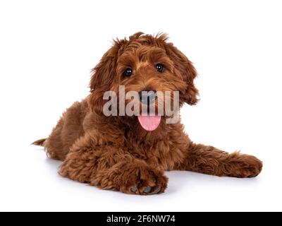 Adorable chien rouge Cobberdog aka Labradoodle chien chiot, en position de pose face à l'avant. Regarder directement la caméra, la langue vers l'extérieur. Isolé sur un fond blanc. Banque D'Images