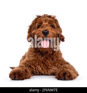 Adorable chien rouge Cobberdog aka Labradoodle chien chiot, en position de tête vers le haut. Regarder directement la caméra, la langue vers l'extérieur. Isolé sur un dos blanc Banque D'Images