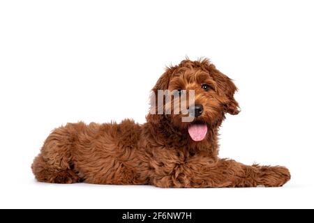 Adorable chien rouge Cobberdog aka Labradoodle chien chiot, en posant les côtés. Regarder directement la caméra, la langue vers l'extérieur. Isolé sur un fond blanc. Banque D'Images