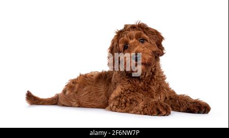 Adorable chien rouge Cobberdog aka Labradoodle chien chiot, en posant les côtés. Regarder directement à la caméra, bouche fermée. Isolé sur un fond blanc. Banque D'Images