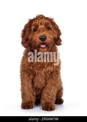 Adorable chien rouge Cobberdog aka Labradoodle chien chiot, assis face à l'avant . En regardant directement la caméra, la bouche est légèrement ouverte. Isolé sur un fond blanc Banque D'Images