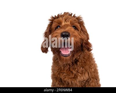 Prise de vue de l'adorable chien rouge Cobberdog aka Labraddoodle chien chiot, assis face à l'avant . En regardant directement la caméra, la bouche est légèrement ouverte. Isolé sur Banque D'Images