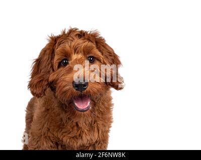 Prise de vue de l'adorable chien rouge Cobberdog aka Labraddoodle chien chiot, assis face à l'avant . En regardant directement la caméra, la bouche est légèrement ouverte. Isolé sur Banque D'Images