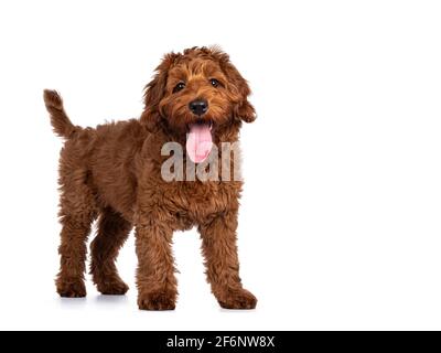 Adorable chien rouge Cobberdog aka Labradoodle chien chiot, debout sur les côtés. En regardant directement la caméra, la bouche est légèrement ouverte. Isolé sur un fond blanc. Banque D'Images