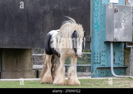 Un cheval gitans se déplaçant librement près des portes d'écluse de la rive Nene sur la pelouse publique, Northampton. Angleterre, Royaume-Uni. Banque D'Images