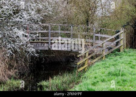 Vieux pont en bois sur un petit ruisseau avec Blackthorn. Punus épines Rosaceae en fleur, Northampton, Angleterre, Royaume-Uni. Banque D'Images