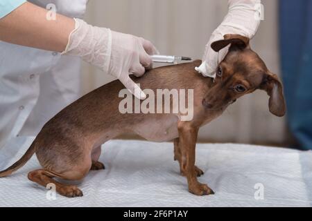 le chien est vacciné par un vétérinaire. injection gros plan. aider les animaux Banque D'Images