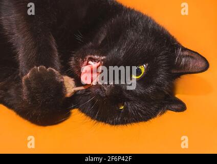 Un chat noir à la bouche ouverte et à la langue tient une souris dans ses pattes, joue et mord un rongeur par la queue sur un fond orange, gros plan. Banque D'Images