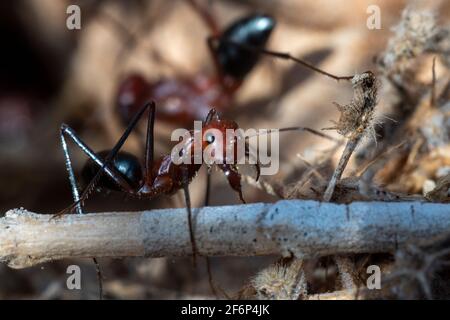 Sahara Desert Ants (Cataglyphis nodus) macrophotographie busily travail, Émirats arabes Unis. Travail d'équipe et concepts de débrouillardise. Banque D'Images