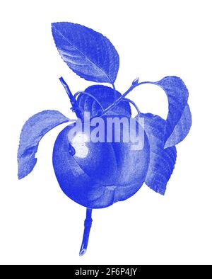 Image numériquement améliorée d'une illustration peinte à la main du XIXe siècle d'un Calville blanc (pomme) par Pierre-Joseph Redoute. Publié dans Choi Banque D'Images