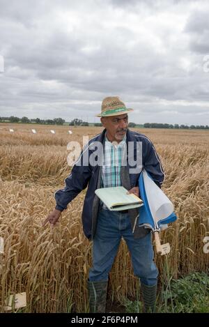 Ebrahim Kazman explique la reproduction du blé dans les parcelles à ciel ouvert de Syngenta pour sélectionner les meilleures plantes. Banque D'Images