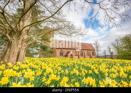 Stourbridge, Royaume-Uni. 2 avril 2021. Météo au Royaume-Uni : après un départ glacial, la plupart des Midlands voient des périodes ensoleillées et lumineuses ce matin, bien que les températures ne devraient pas atteindre beaucoup plus de 11-12 degrés Celsius lors de ce Vendredi Saint. Toujours dans le confinement de Covid-19, ces magnifiques jonquilles dorées oscillent doucement dans la brise nord-est, sans être perturbées par une congrégation de churchase visiblement absente. Crédit : lee Hudson/Alay Live News Banque D'Images