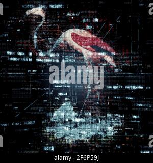 Illustration numériquement améliorée d'un flamants d'Amérique (Phoenicopterus ruber [ici comme Phoenicopterus americanus]). Le flam américain (ou des Caraïbes) Banque D'Images