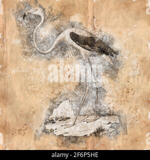 Illustration numériquement améliorée d'un flamants d'Amérique (Phoenicopterus ruber [ici comme Phoenicopterus americanus]). Le flam américain (ou des Caraïbes) Banque D'Images