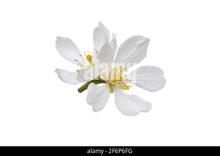 Fleurs blanches d'agrumes isolées sur blanc. Fleur d'oranger trifoliée. Poncirus trifoliata floraison. Banque D'Images