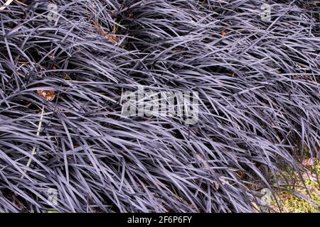 Plante de couverture de mondo-herbe noire. Ophiopogon planiscapus feuilles de pourpre foncé dans le jardin japonais. Banque D'Images