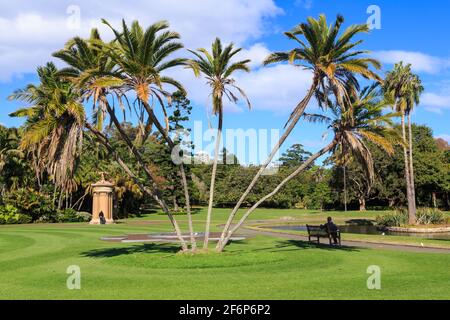 Palmiers poussant dans le jardin botanique royal, Sydney, Australie Banque D'Images