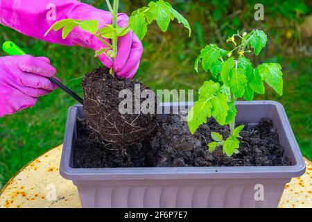 Les mains d'une femme transplant des plants de tomate d'une boîte dans le sol. Banque D'Images