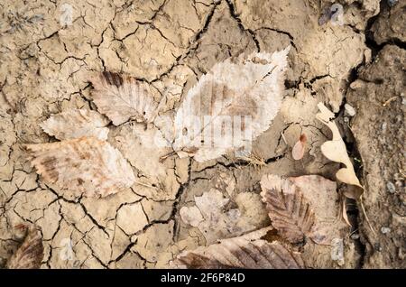 Sol sec, sol boueux fissuré, boue séchée avec des fissures et des feuilles, vue de la pose plate directement au-dessus, arrière-plan naturel abstrait Banque D'Images