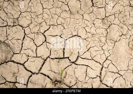 Sol sec, sol boueux fissuré, boue séchée avec des fissures, vue de la couche plate directement au-dessus, arrière-plan naturel abstrait Banque D'Images