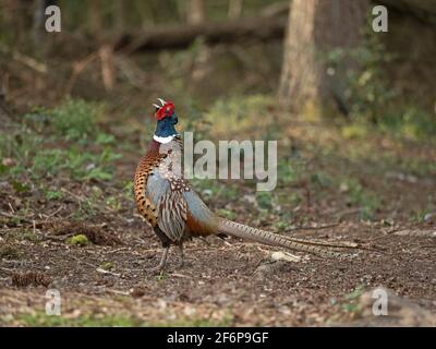 Pheasant à col en anneau, Phasianus colchicus, homme en exposition territoriale, North Norfolk March Banque D'Images